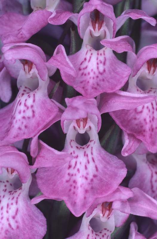 L'Orchis négligé, orchidée des milieux humides devenue très rare en Lorraine