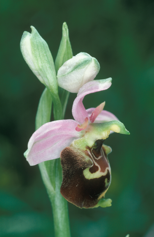 L'Ophrys bourdon, une des plus belles orchidées sauvages de Lorraine