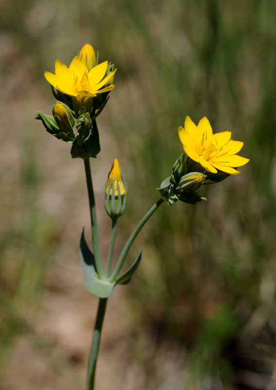 La Chlore perfoliée, petite Gentianacée protégée et très rare en Lorraine