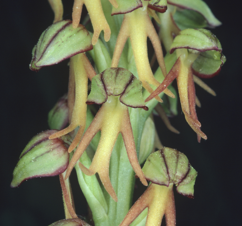 L'Orchis homme pendu, une des nombreuses orchidées des pelouses du site