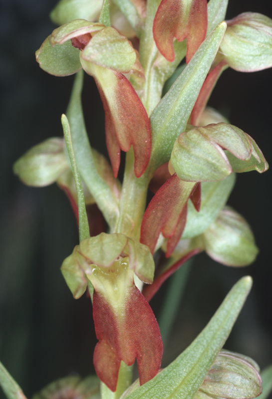 L'Orchis grenouille, orchidée présente sur les pelouses marneuses