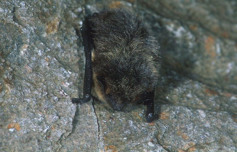 Sérotine boréale en hibernation dans une mine
