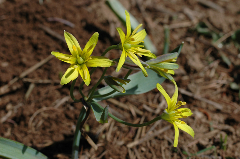 La Gagée jaune, plante protégée en Lorraine, hôte des vallons froids