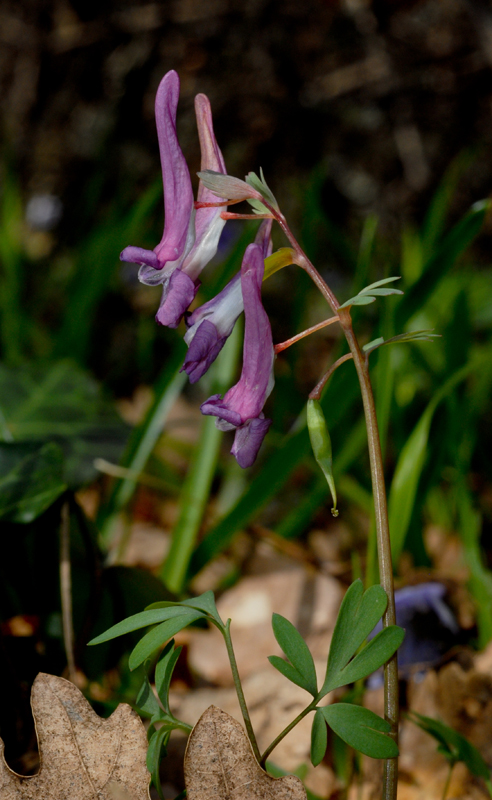 La Corydale solide, belle fleur vernale présente en forêt d'Evau