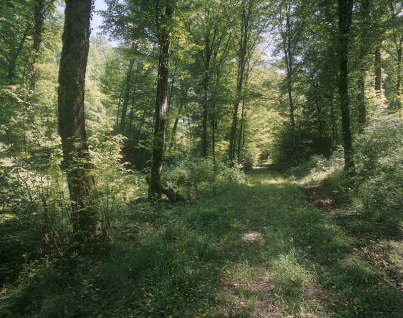 Vallon de la chênaie-frênaie dans la vallée de la Méholle