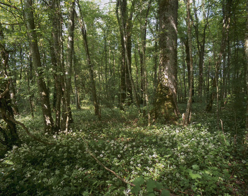 Chênaie-frênaie humide à Ail des Ours en forêt des Argonnelles