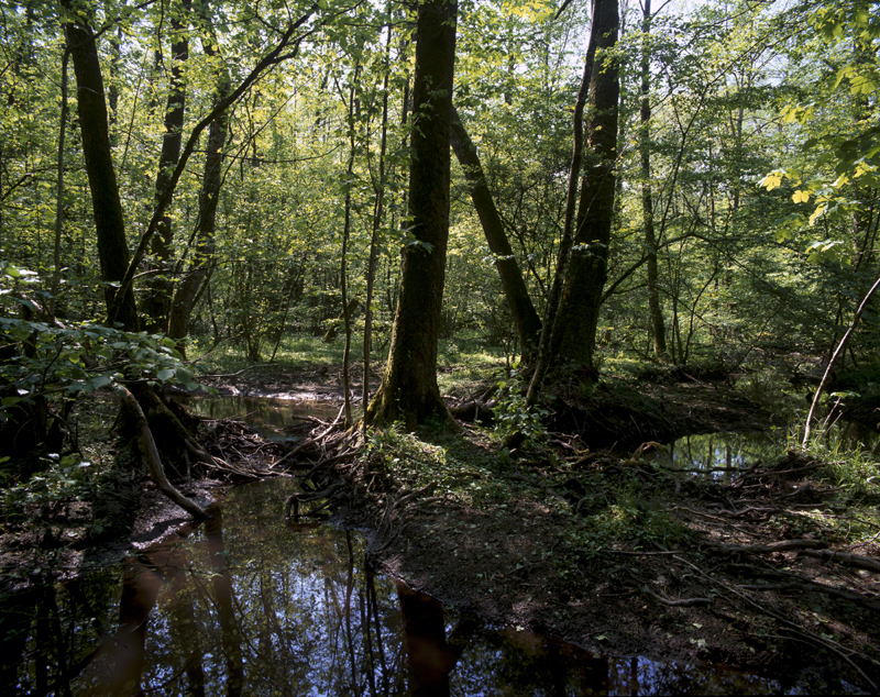 Aulnaie-frênaie dans le vallon de la Biesme en forêt de Beaulieu