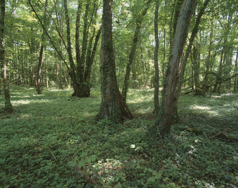Aulnaie-ormaie marécageuse en forêt de Dieulet