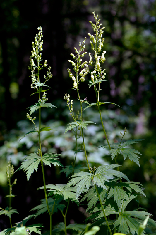 Aconit tue-loup, plante montagnarde abondante dans les vallons froids des forêts de Gorze