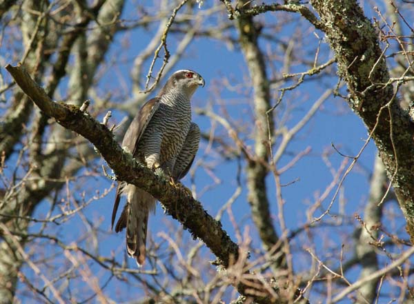Autour des Palombes (Accipiter-gentilis)