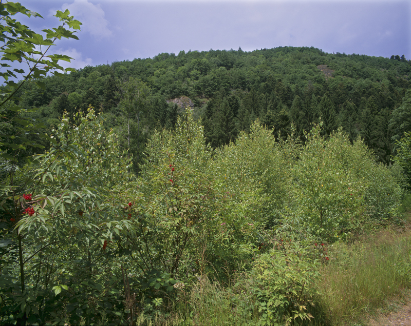 Le coteau de Bambois avec ses rochers