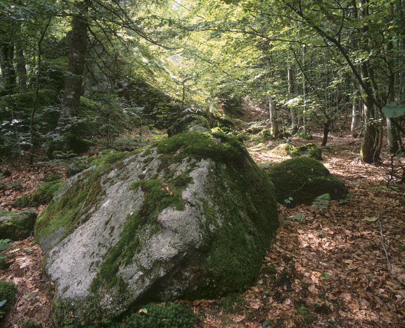 Blocs de granite et hétraie au col du Bockloch