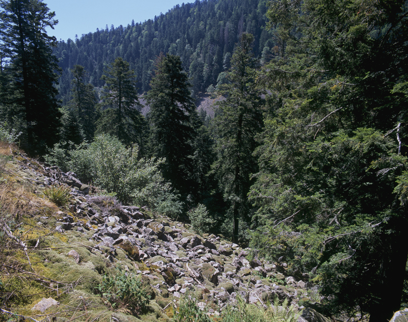 Le vallon glaciaire du défilé de Straiture avec ses éboulis et ses sapins majestueux
