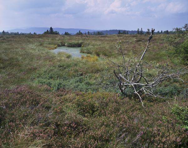 0-FR4100204_Tanet-Gazon-Faing_Tourbiere_004_F-Schwaab