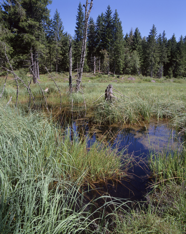 Gouille sur la tourbière de Jemnaufaing