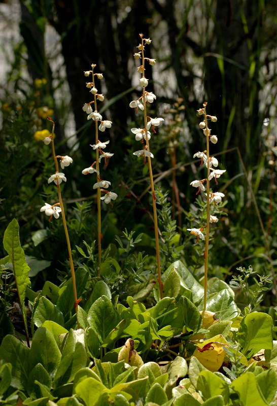La Pyrole à feuilles rondes, une des plus jolies plantes du site
