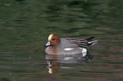 Mâle de canard siffleur