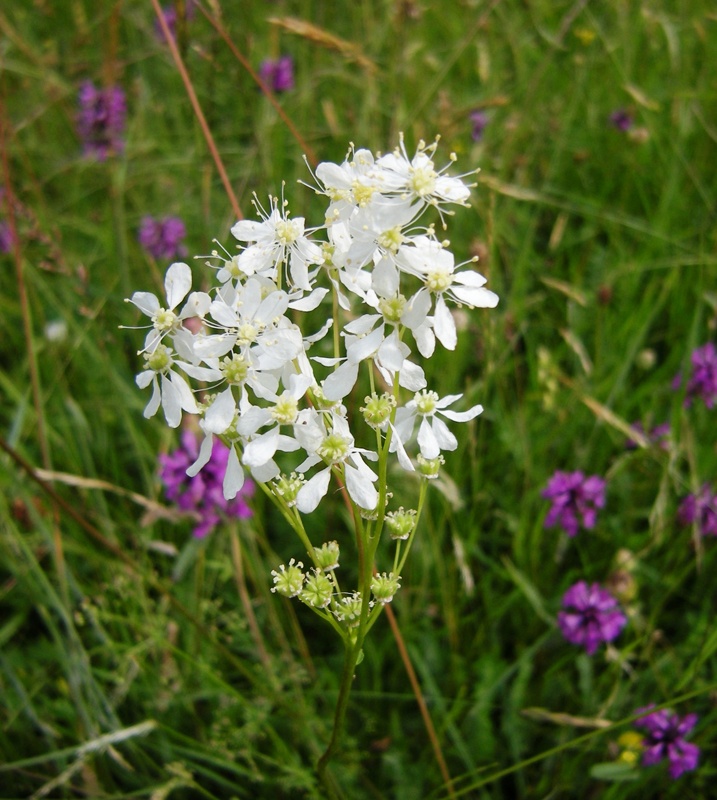 La Spirée filipendule 