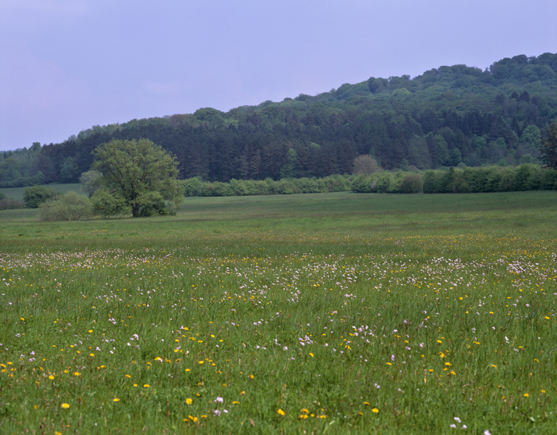 Prairies dans la vallée de la Saônelle