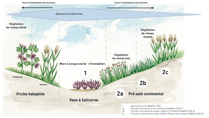Fonctionnement des mares salées et des prairies halophiles, selon un schéma de Serge Muller