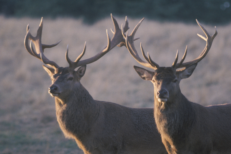 Grands Cerfs élaphes