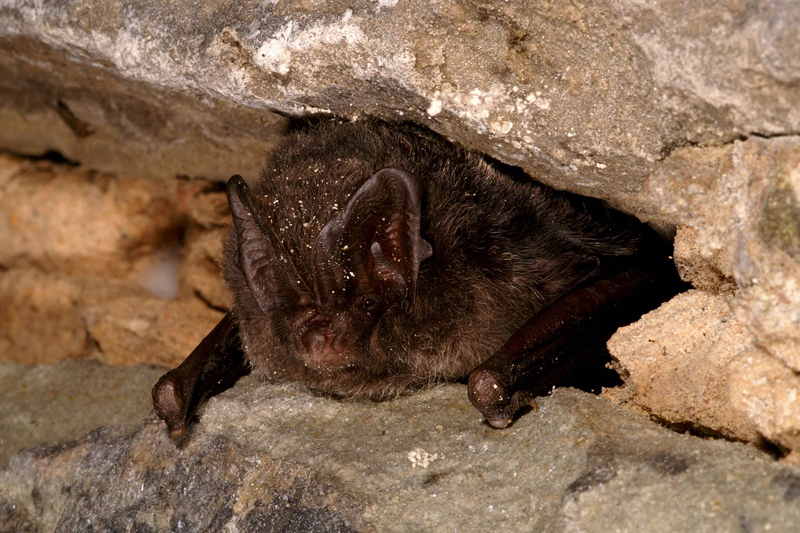 Barbastelle en hibernation