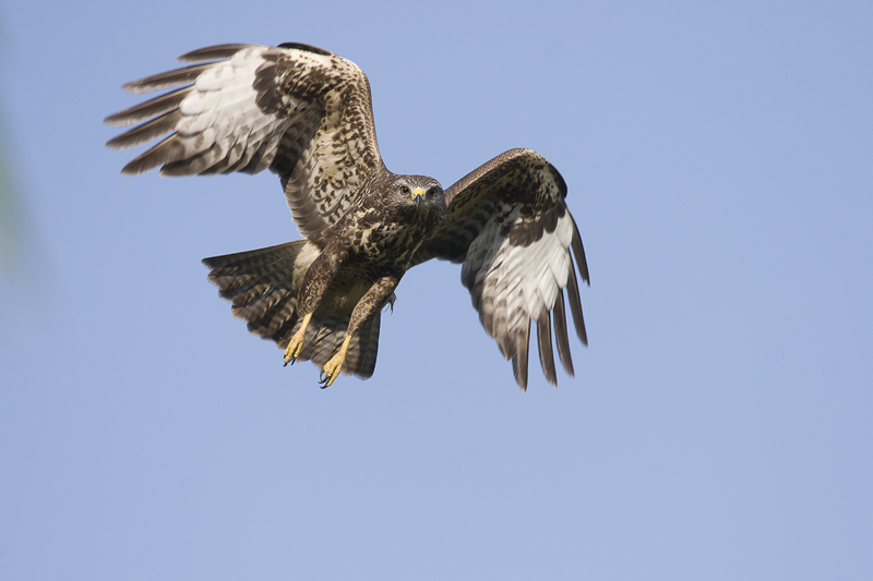 Buse variable en vol