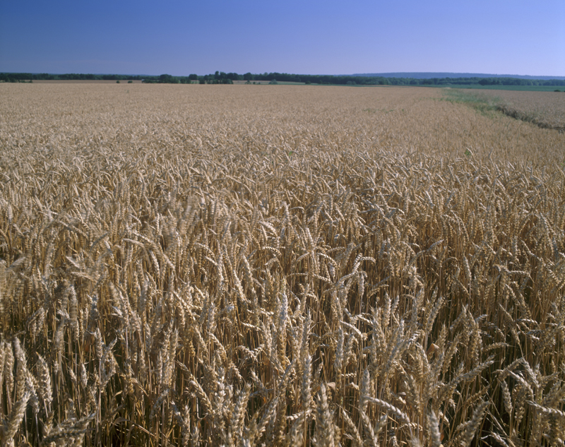 Champs de céréales 