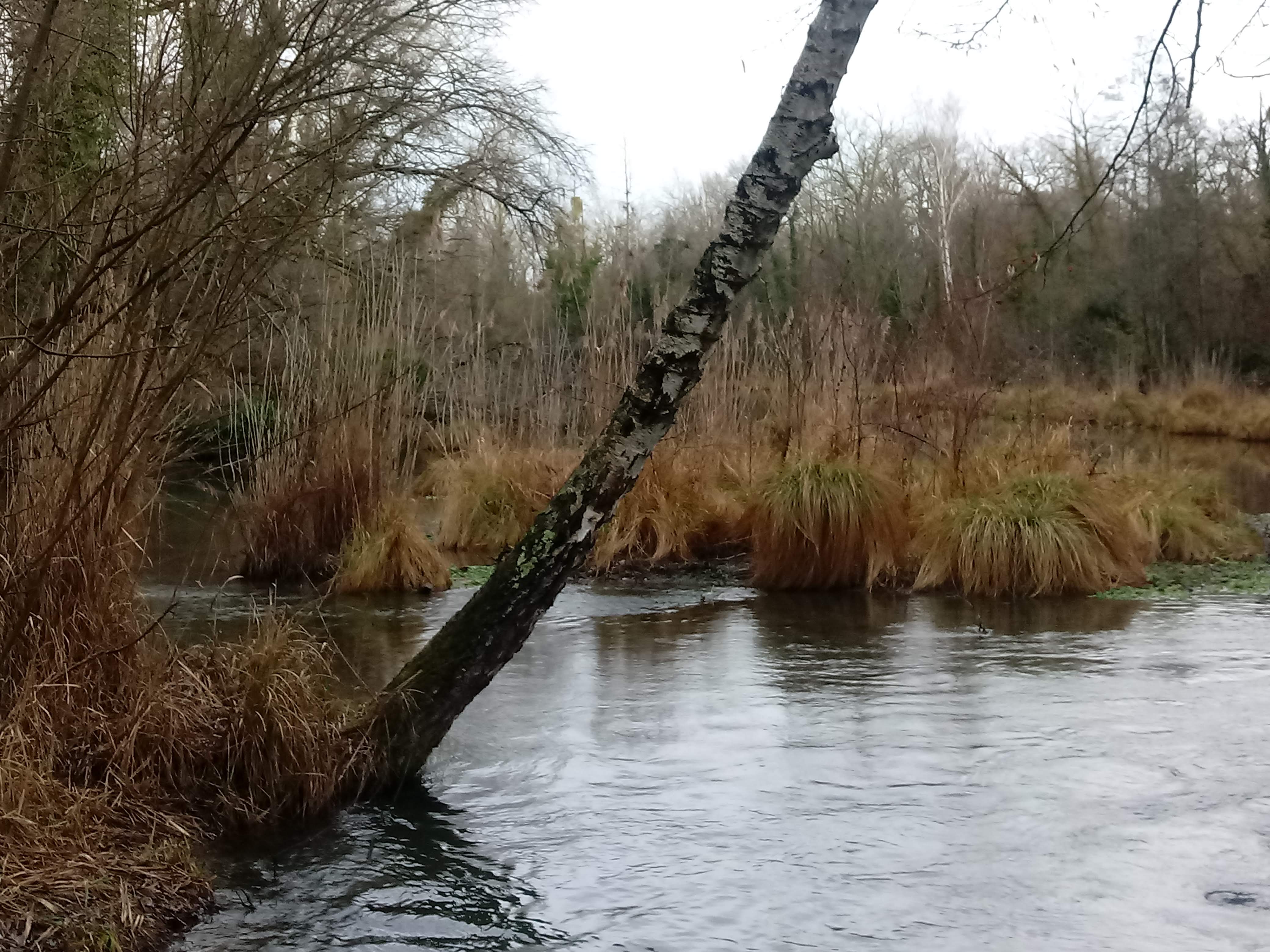 Ancienne anastomose rhénane dans le massif forestier de Marckolsheim (67)