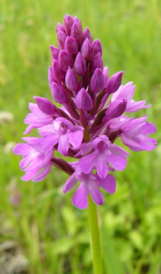 Orchis pyramidal