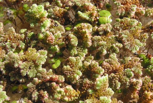 Azolla et lentilles d’eau