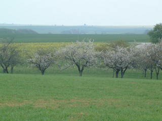 Verger, prairie et champs de colza
