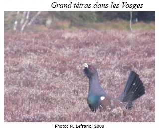 Grand tétras dans les Vosges