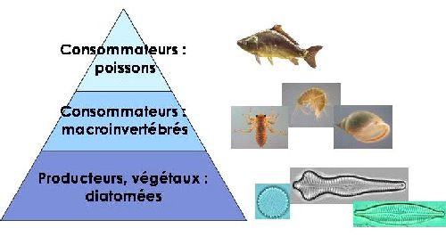 Chaîne trophique