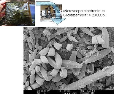 Vue au microscope électronique de la surface d’une pierre couverte de diatomées