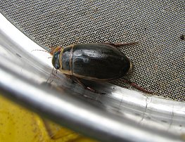 Grand dytique (Dysticus sp) dans l’Orne à Gussainville