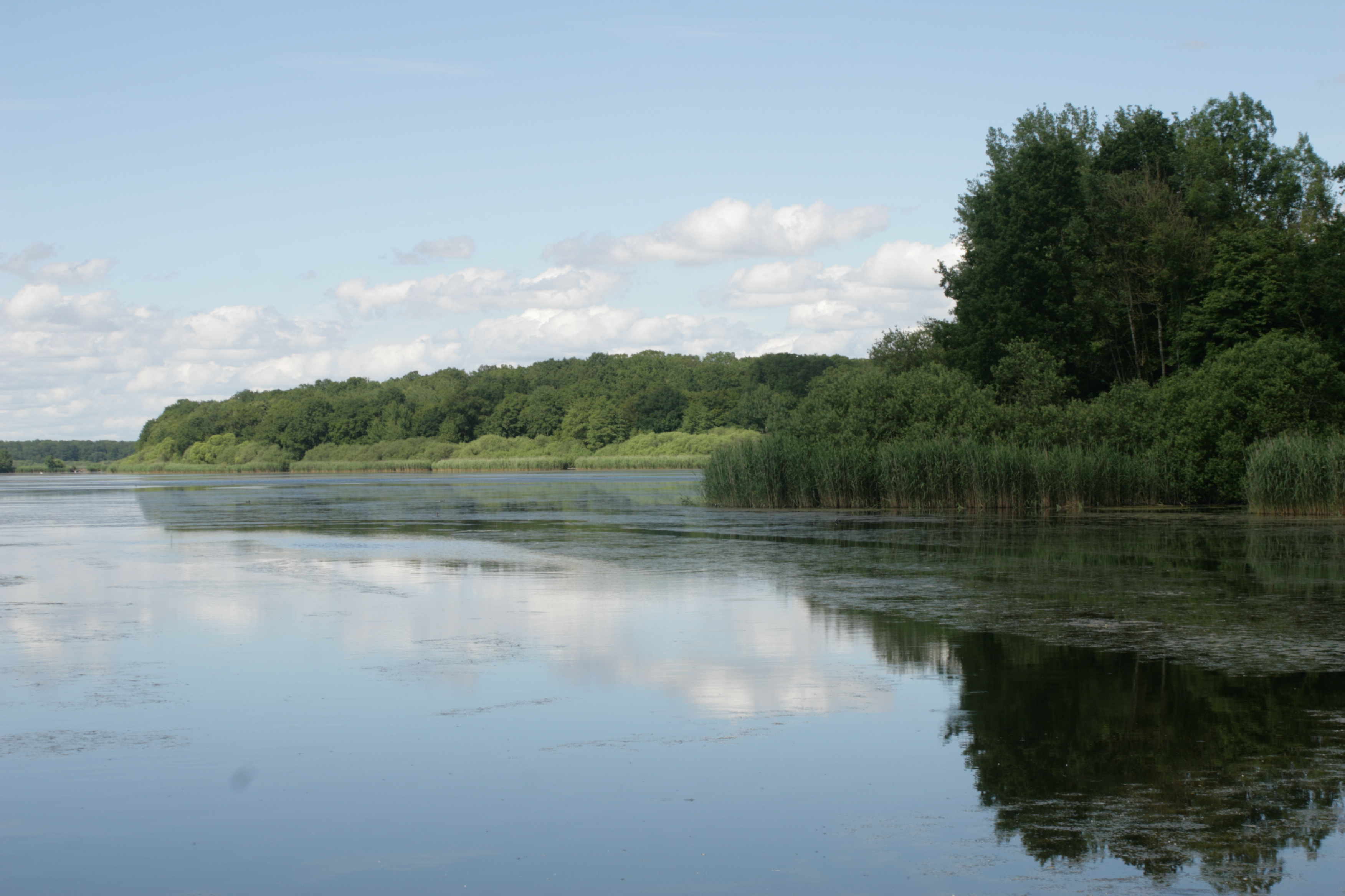 Etang et roselière