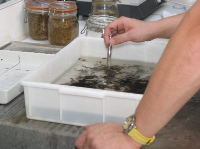 Tri et prédétermination des macro-invertébrés au laboratoire