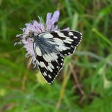 Papillon ( © F. Dufétel-Viste MEEM)