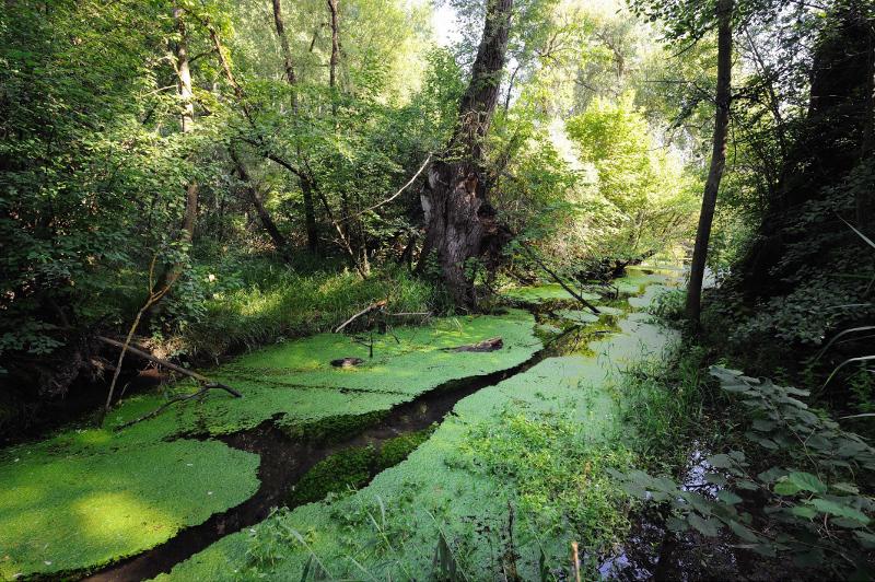 Source : J. Witt / Coeurs de nature / SIPA