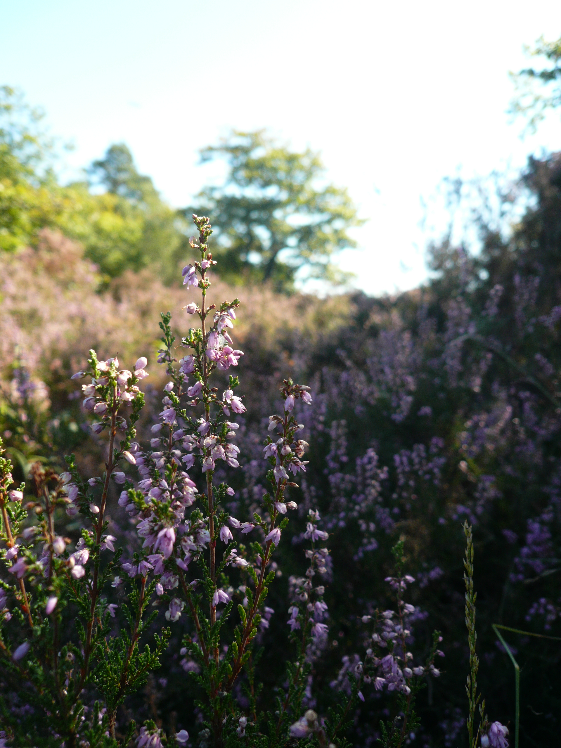 Habitat de landes à callunes