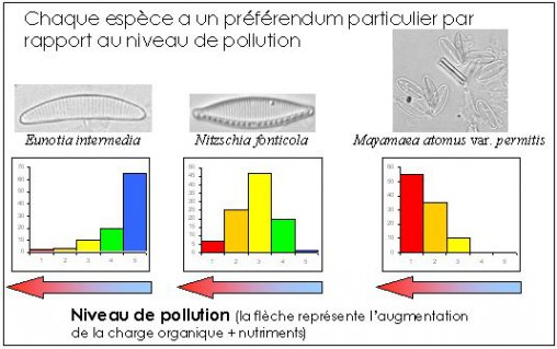 Préférendum de trois espèces de diatomées par rapport au niveau de pollution