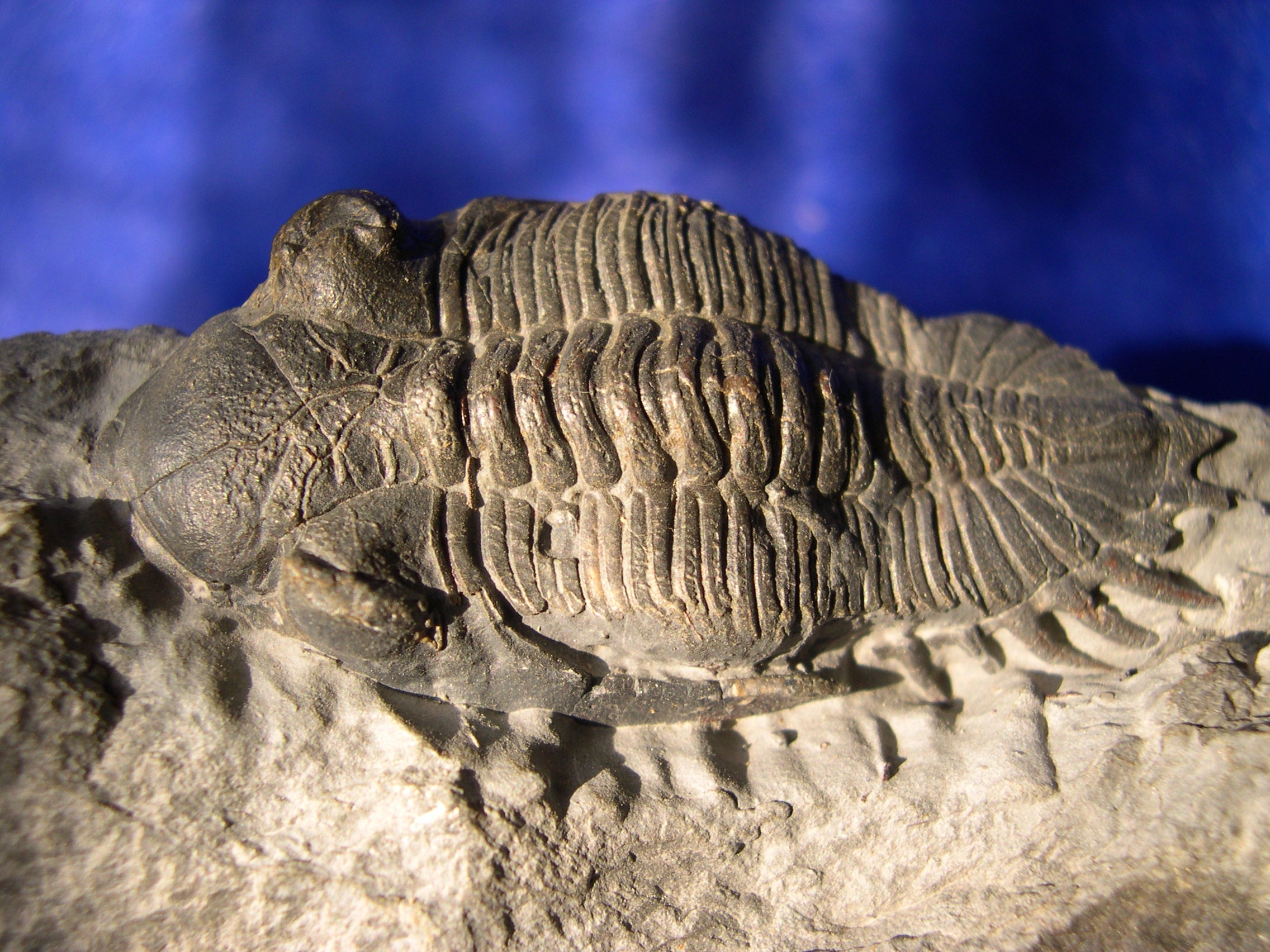 Fossile de trilobite (Asteropyge sp.)