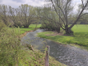 Habitat de la Mulette épaisse