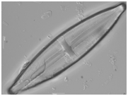 Stauroneis phoenicenteron